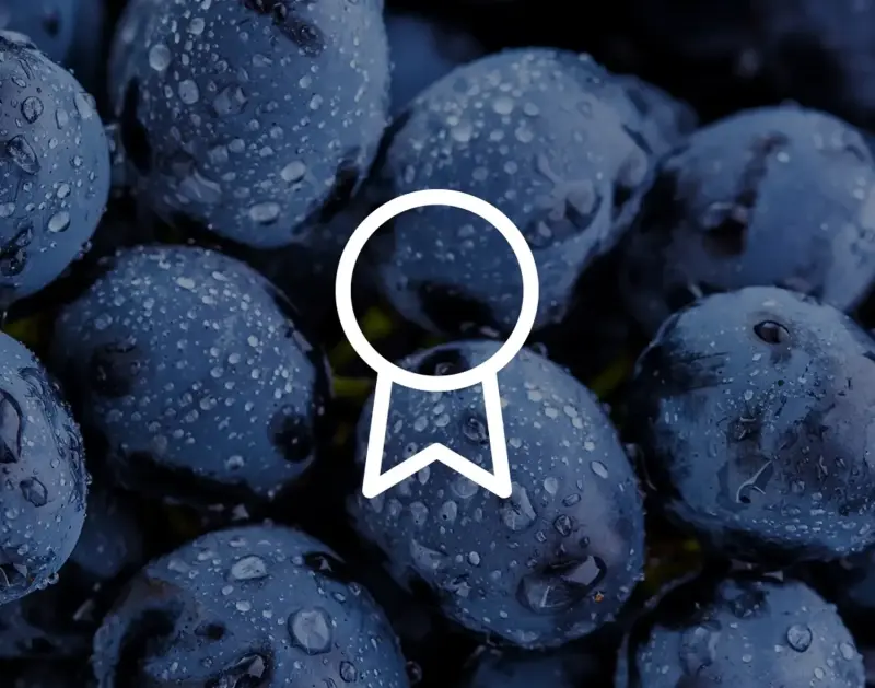 Nahaufnahme von dunklen Weintrauben mit Wassertropfen bedeckt. Die Früchte erscheinen saftig und frisch.